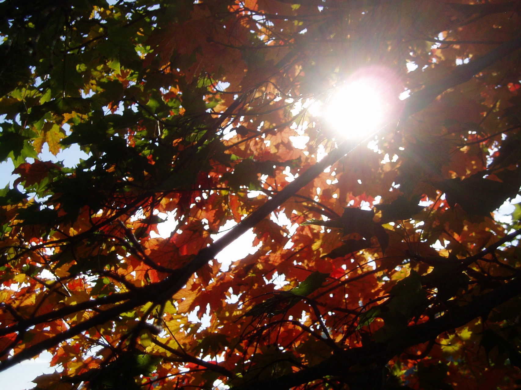 kupfernes Licht im herbstlichen Blätterdach