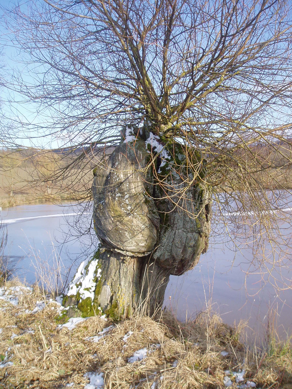 Pferd aus Weide - oder Zwei