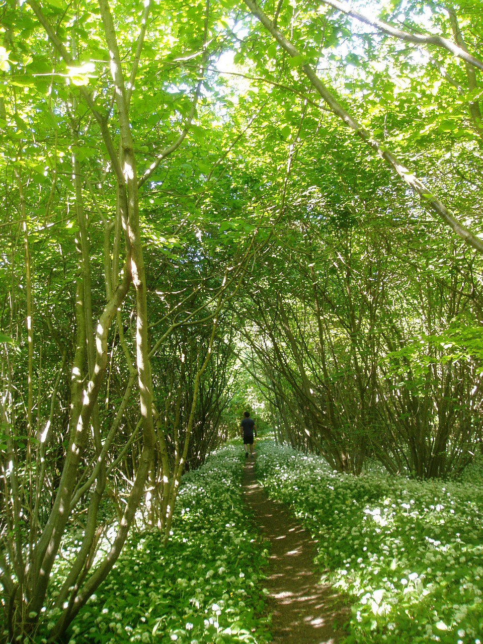 Wald-Weg