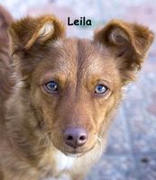 Leila