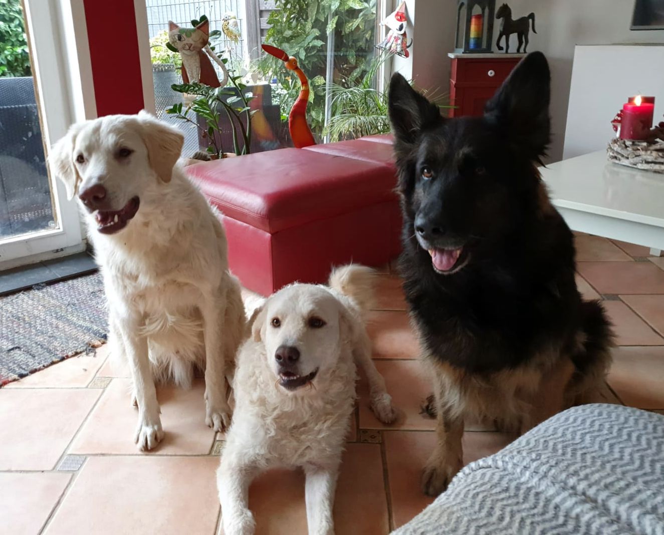 Quintondas Trio ist komplett savingdogs e.V.