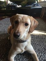 Juno