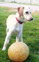 Frieda