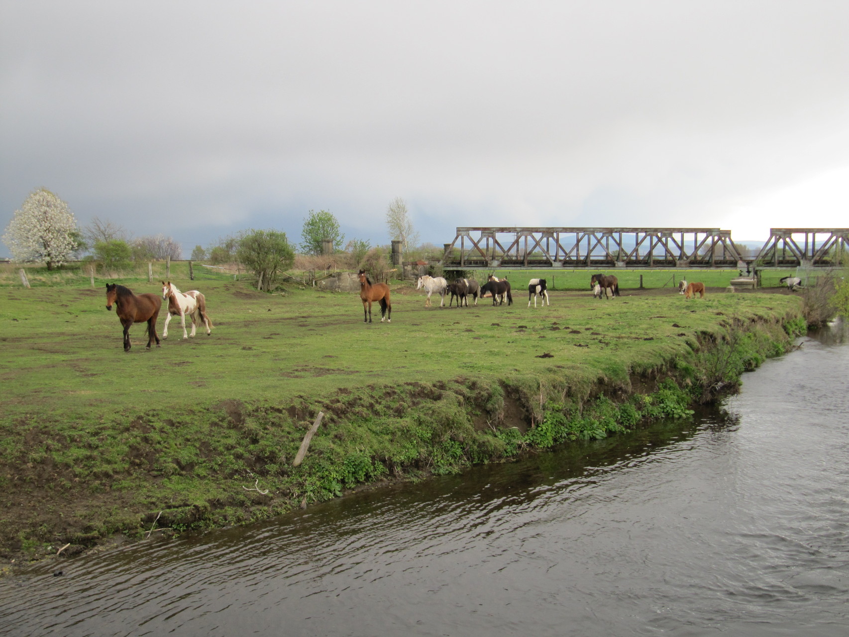 Pferde an der alten Okerbrücke