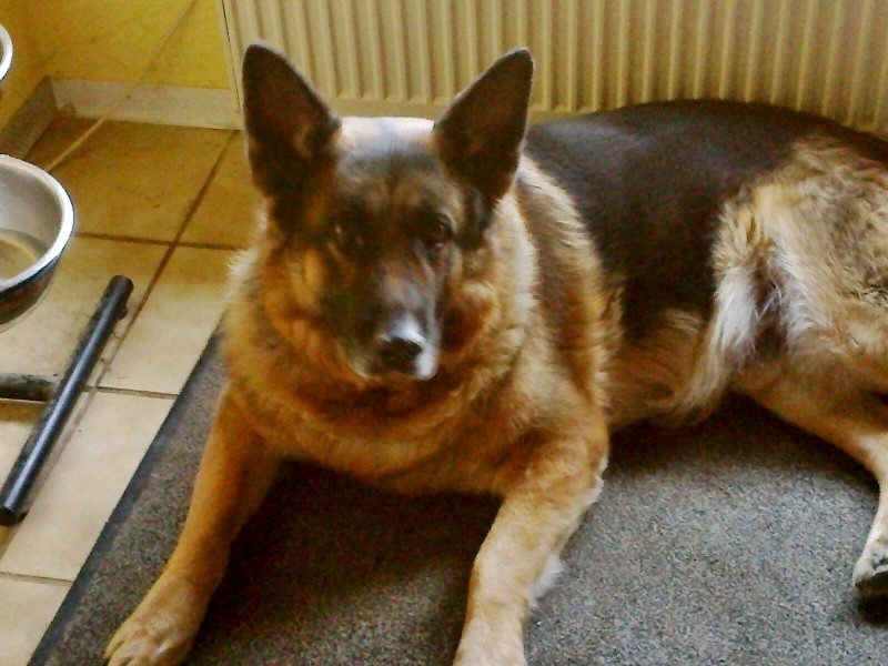 Panscho, 11jähriger Schäferhund, super lieb, sucht Zuhause