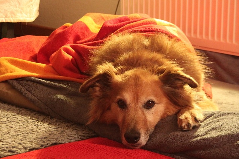 Coco - gestorben 17.04.2014