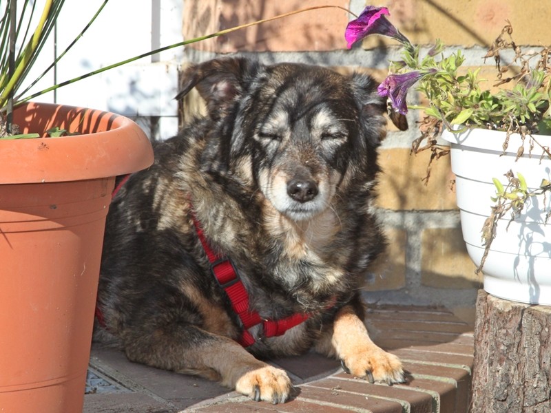 Omihunde Netzwerk Omihunde Netzwerk