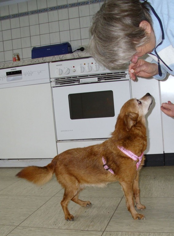 Hundevermittlung Gerne Auch An Senioren Omihunde Netzwerk