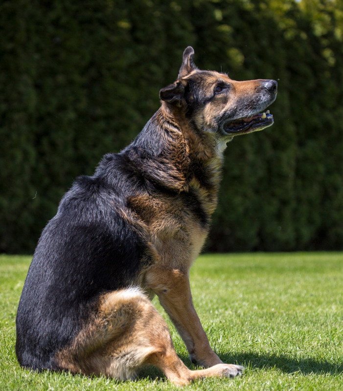 Ein sehr lieber alter Hund