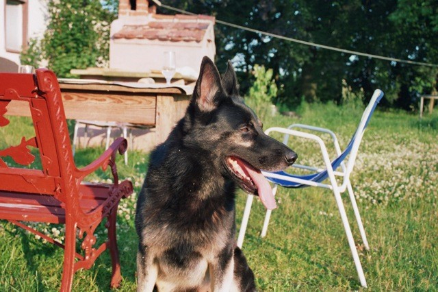 Massimo, 11jähriger lieber Schäferhund sucht ebenerdiges Zuhause mit Garten