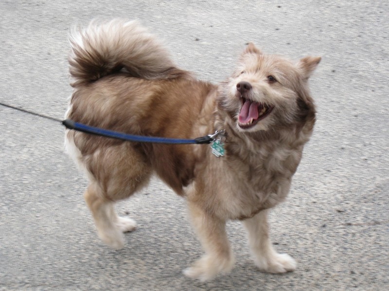 Omihunde Omihunde