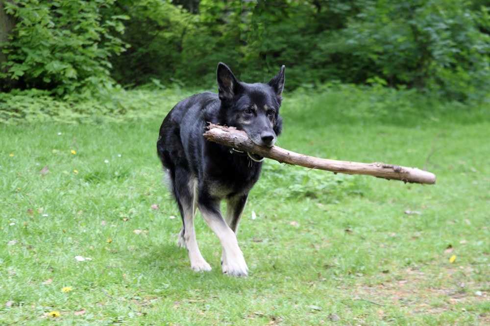 Massimo, ca. 13 Jahre, kam aus der Vermittlung zurück