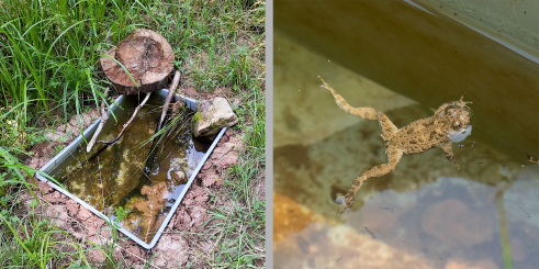 Der Wiesentümpel (links) nach dem Befüllen mit Erde, Totholz, Steinen und pflanzlichen Materialien. Eine männliche Gelbbauchunke im Talsee (rechts), die ihre Paarungsbereitschaft durch Anzeigerufe bekannt gibt.