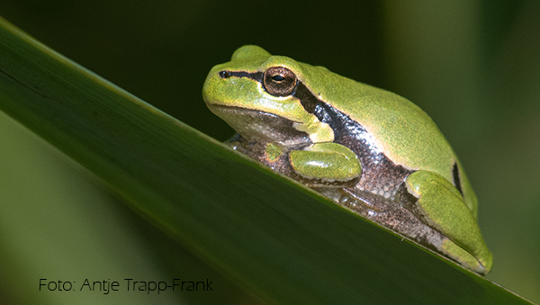 Laubfrosch