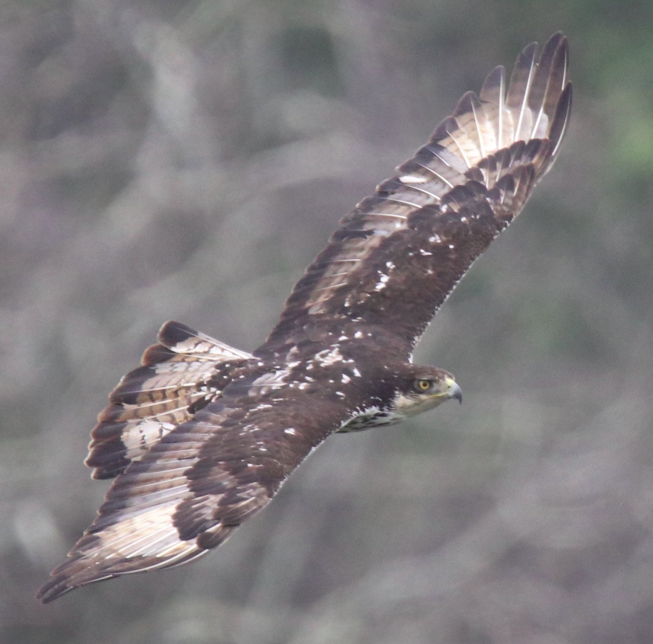 Afrikanischer Habichtsadler