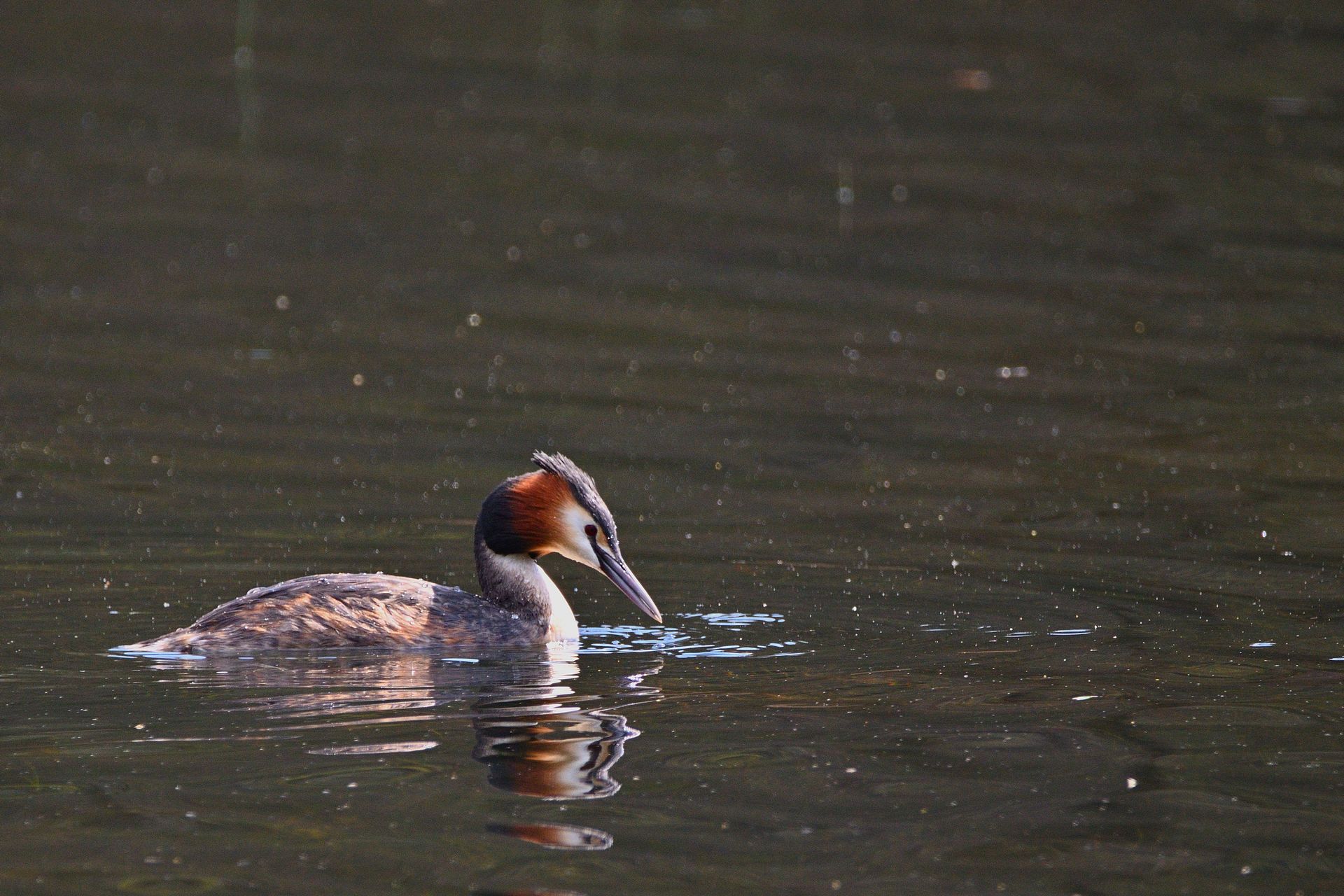 Vogelkundlicher Spaziergang am Hirschauer See