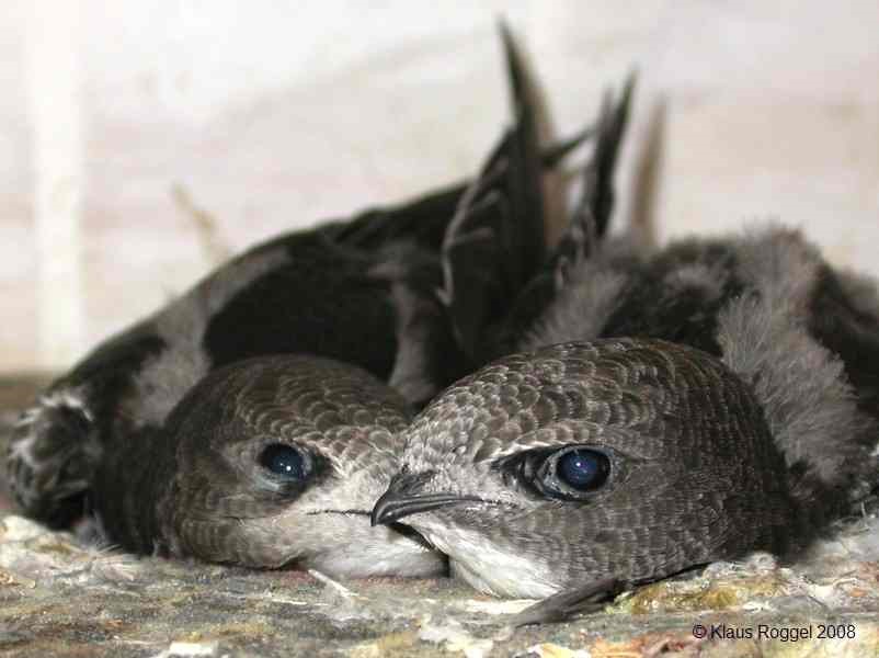 Nestlinge des Mauerseglers / Klaus Roggel