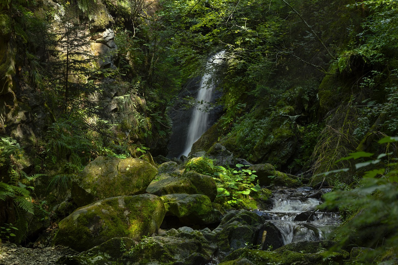 Vortrag "Den Wald im Blick"
