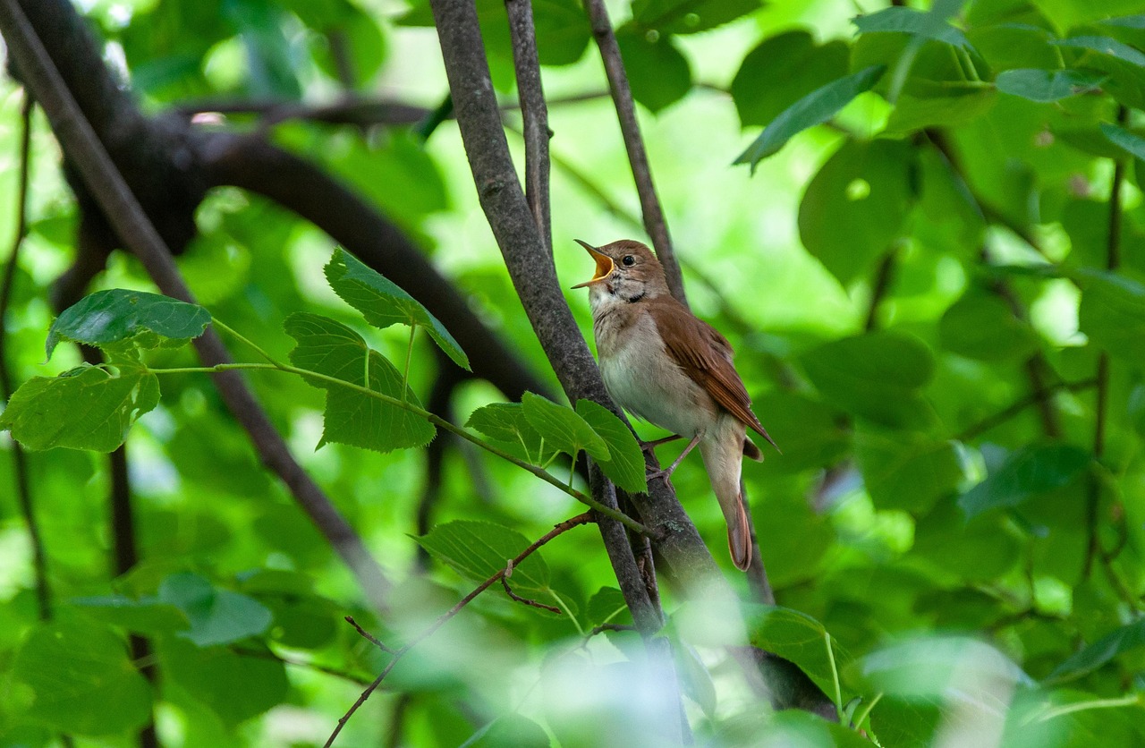 Vogelführungen Nachtigall