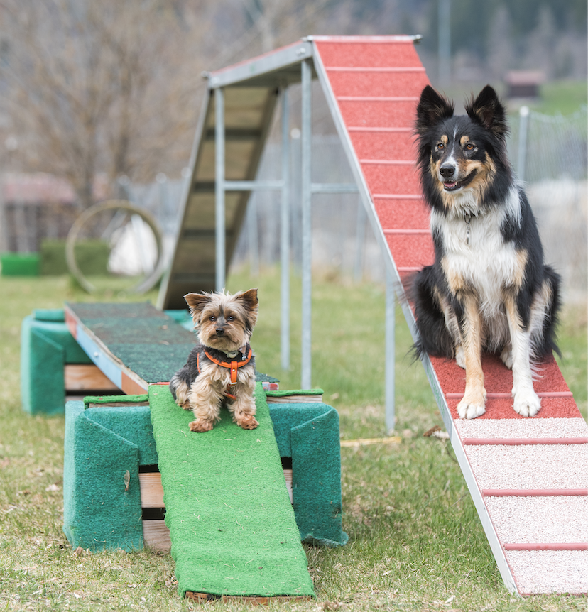 6. Mobility Anlass Hundesport Goms