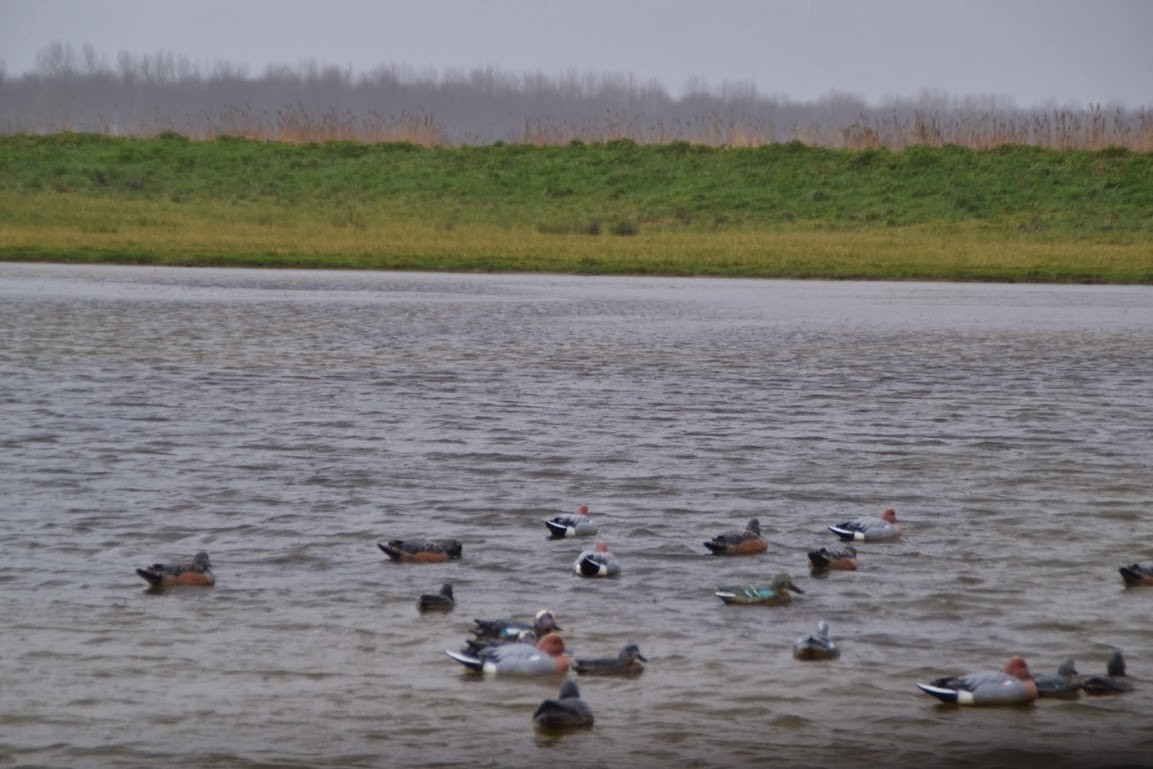 Canards "appelants" sur le plan d'eau du gabion