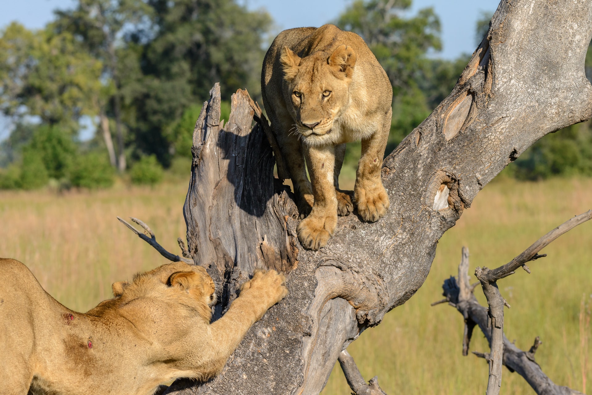 Löwen im Kruger-Nationalpark