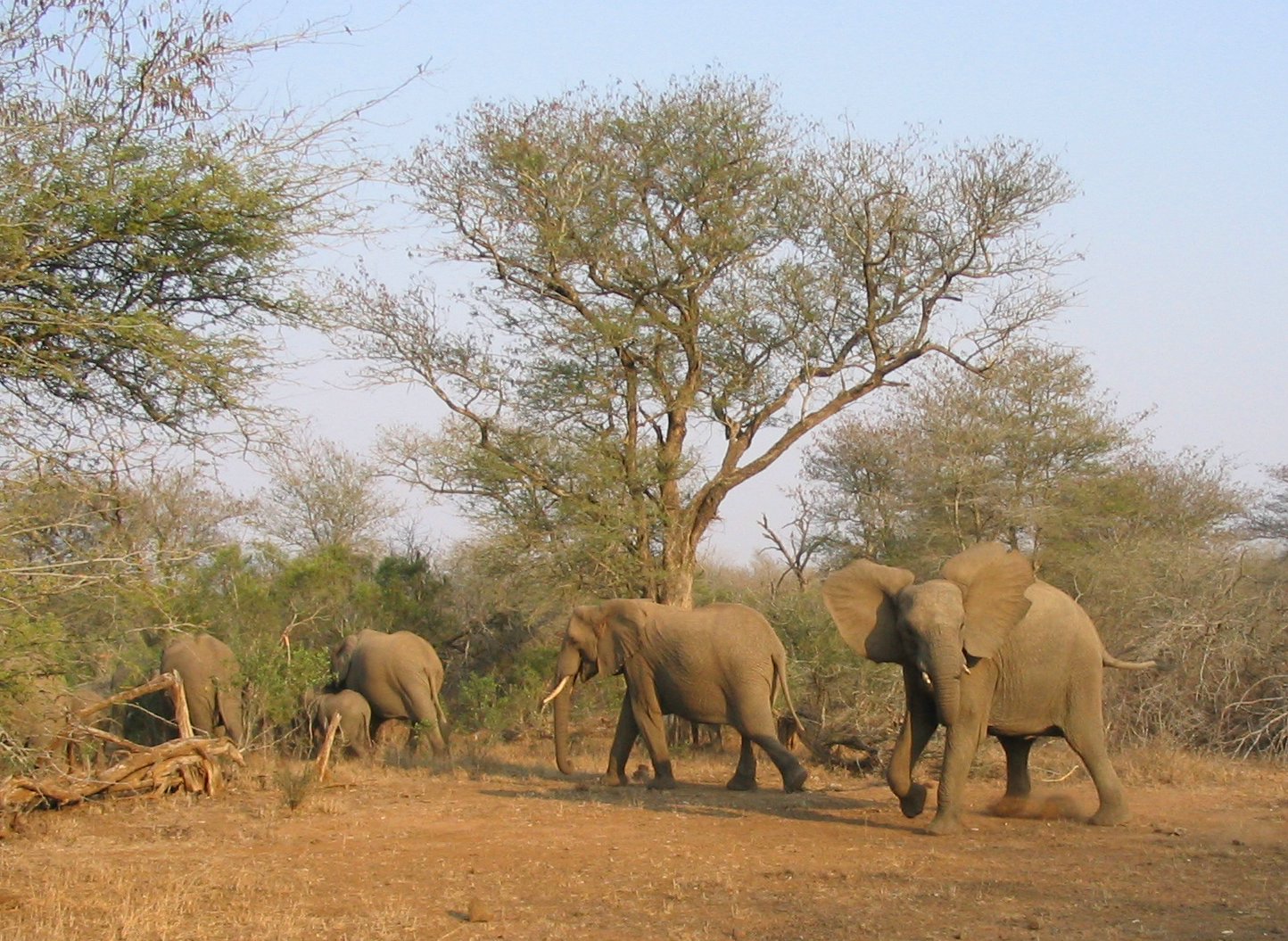 Elefanten im Kruger-Nationalpark