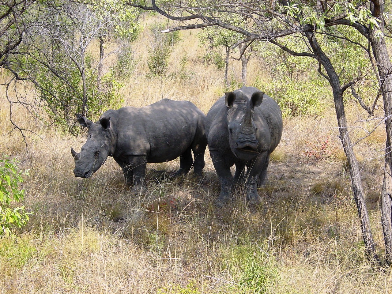 Breitmaulnashörner im Kruger-Nationalpark