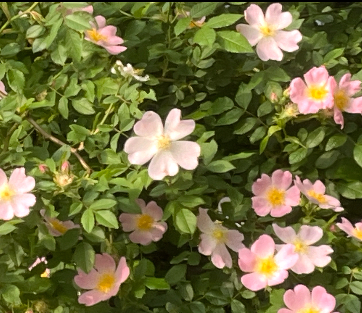あつい夏の到来