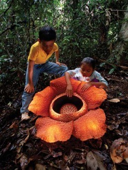 Rafflesia Flower at Khao Sok National Park 