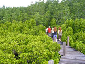 Mangrove Tour