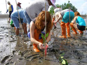 Save the Mangrove Forest