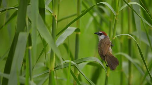 South Thailand Bird Watching