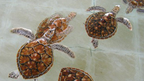 Sea Turtle Conservation