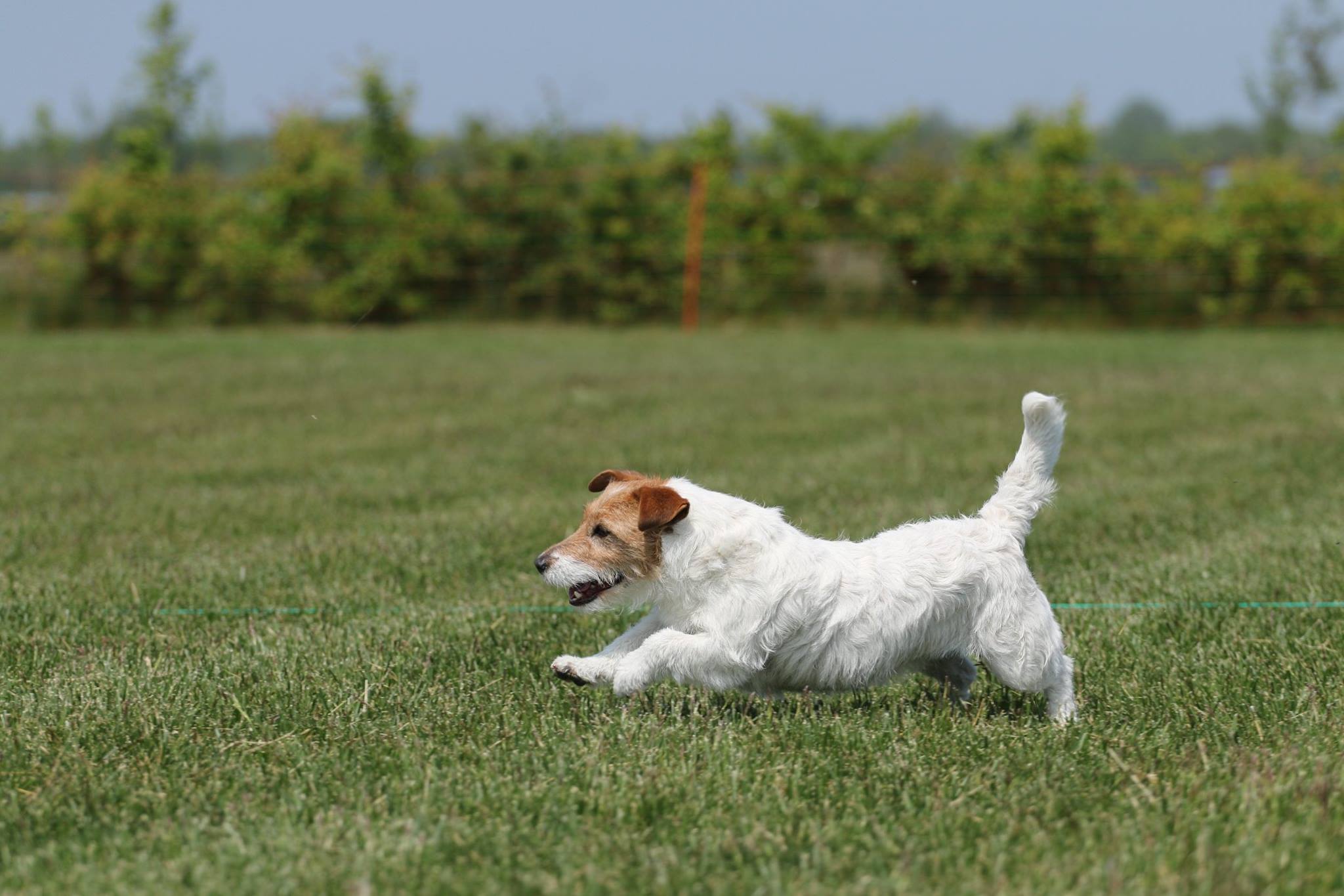 semester Indringing oorlog Fokkers & Pups - De website van jackrussellvrienden!