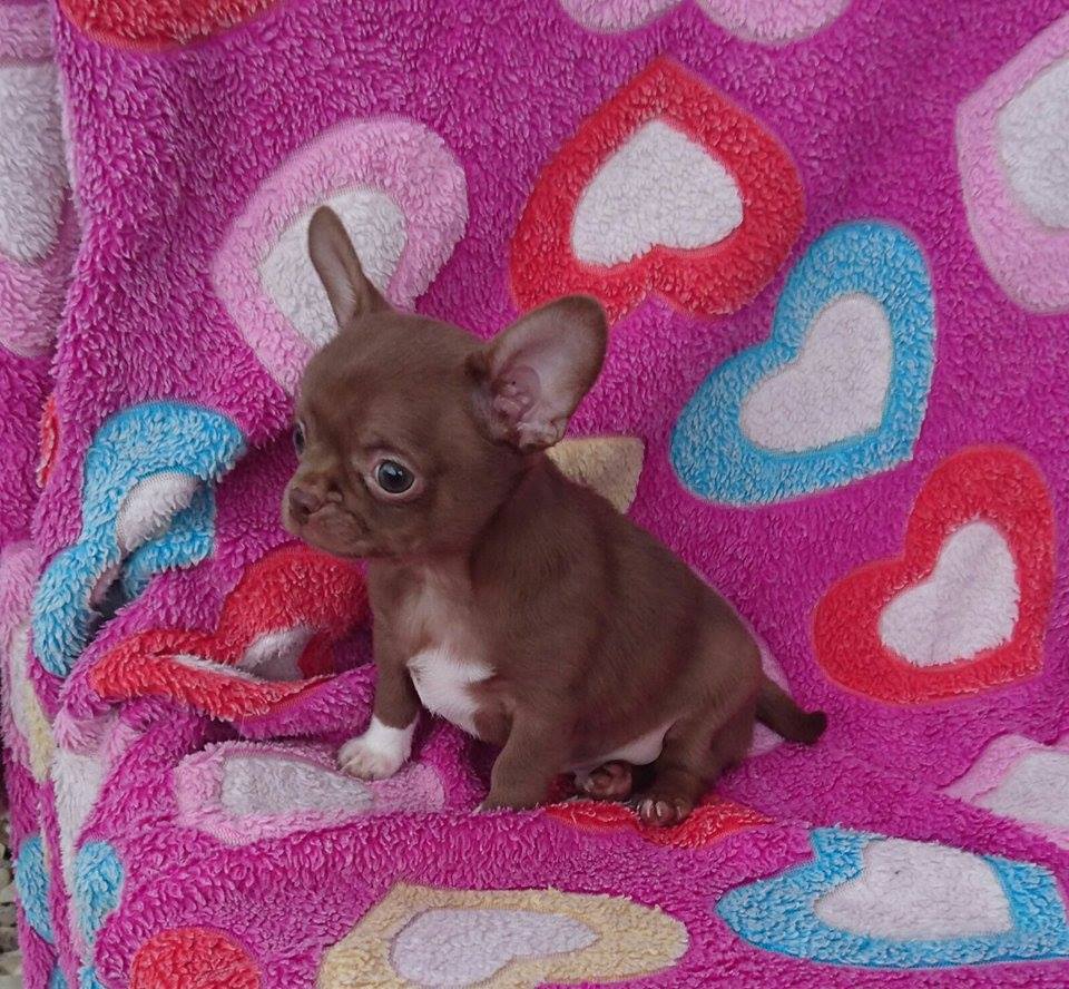 Photo de Milord, jeune mâle Chihuahua de couleur chocolat