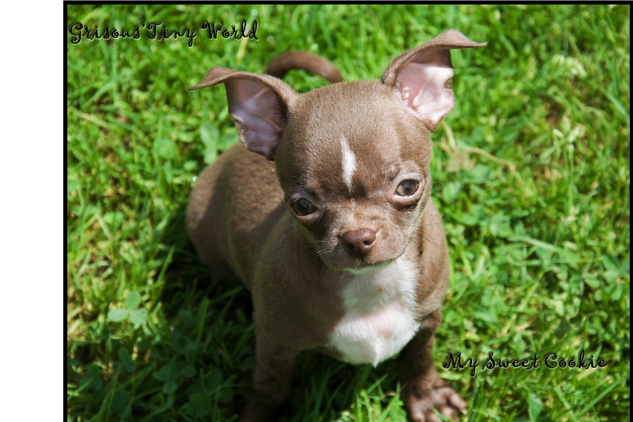 My Sweet Cookie, jeune mâle Chihuahua de l'élevage du Grisous'Tiny World