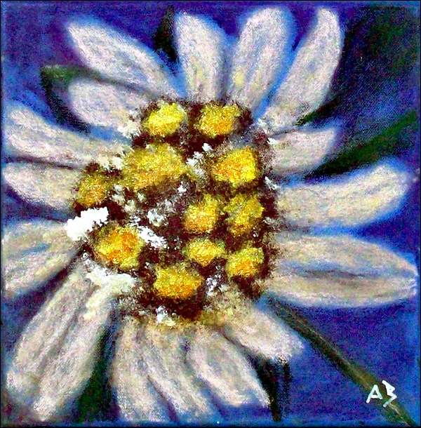 Edelweiss-Mischtechnikmalerei-Pastellkreide-Acrylfarbe-Stillleben-Blume-Natur-Pflanze-Edelweissblüte-Mischtechnikgemälde