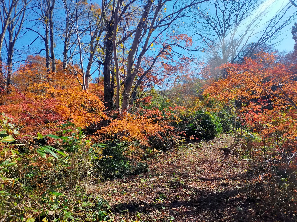 紅葉の信越トレイル