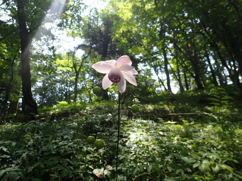 ＜森の妖精＞ レンゲショウマ