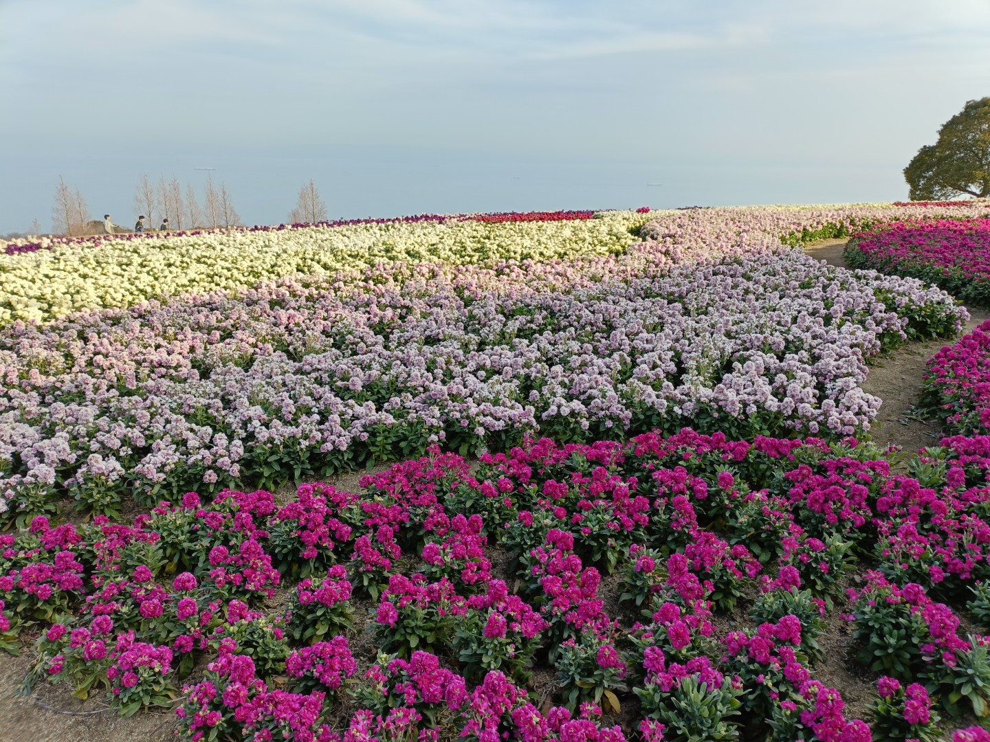淡路島　あわじ花さじき