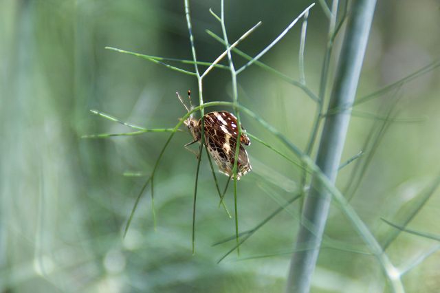 Schmetterling