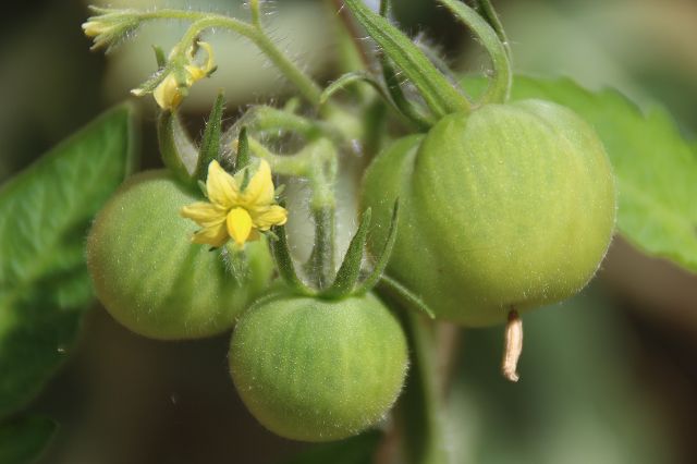 Tomate