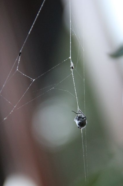 Spinne