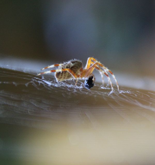 Spinne