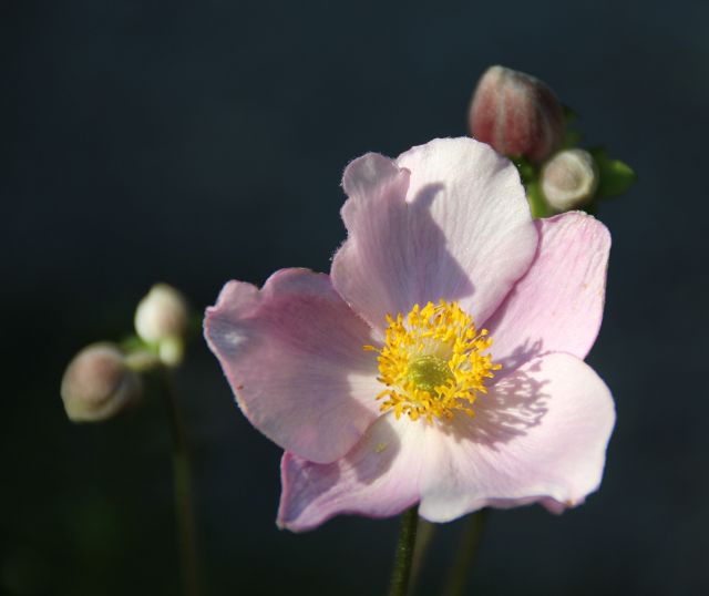 Anemone