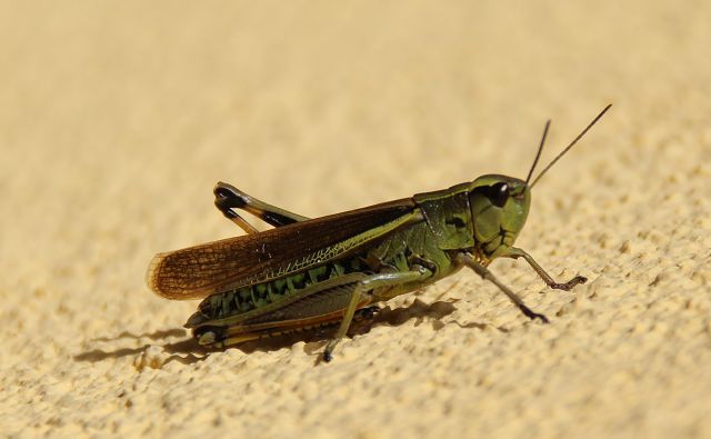 Heuschrecke