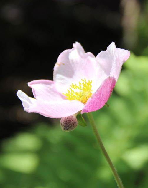 Anemone