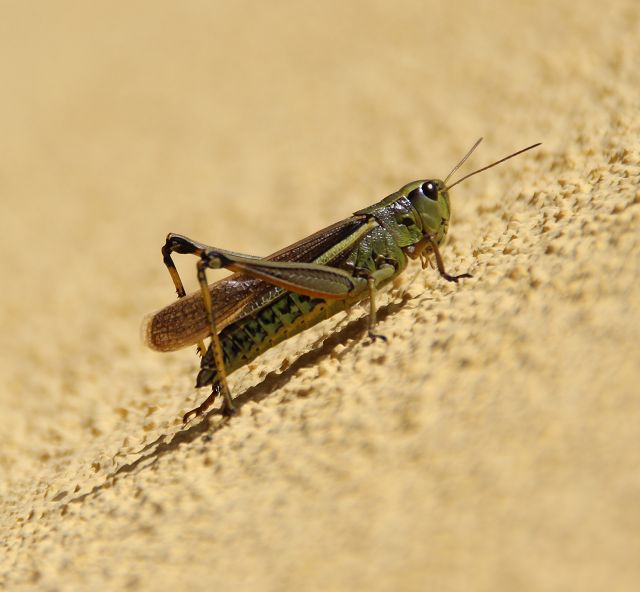 Heuschrecke