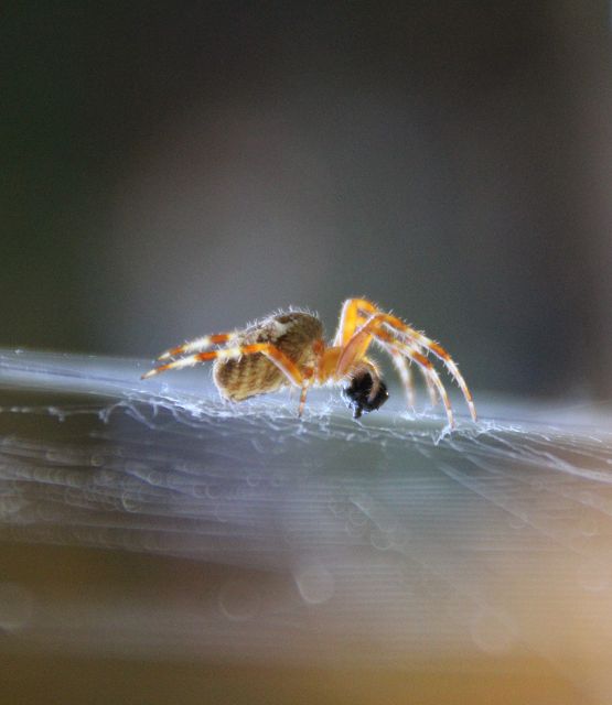 Spinne